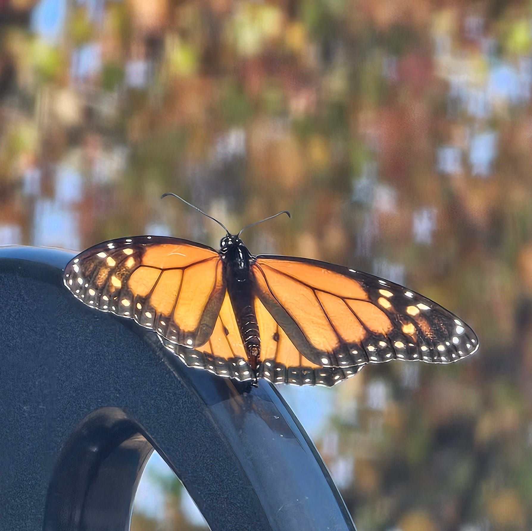 monarch butterfly resting with its wings open