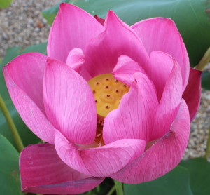 Pink lotus blossom