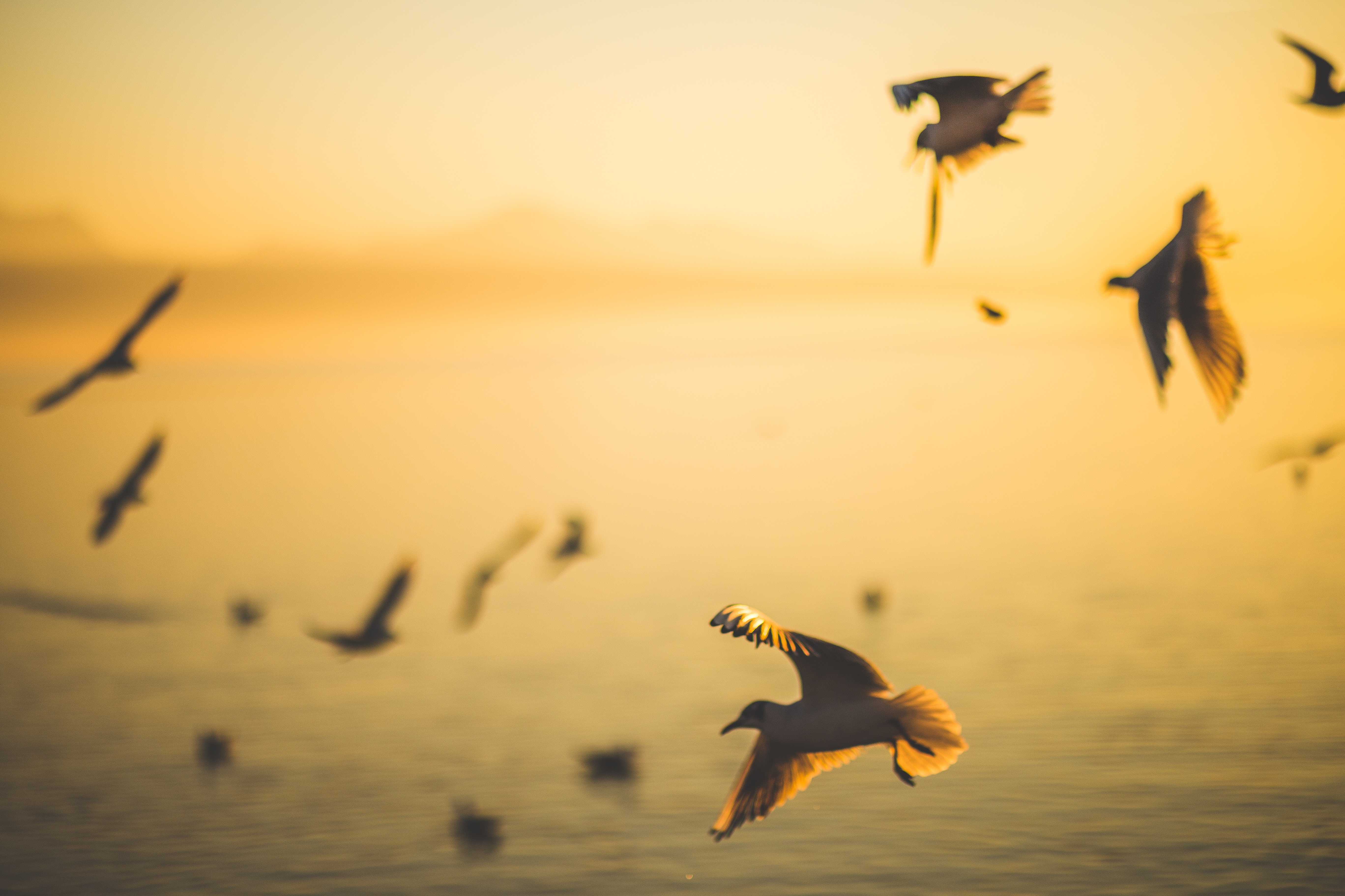 A flock of birds silhouette against a yellow-orange sky.